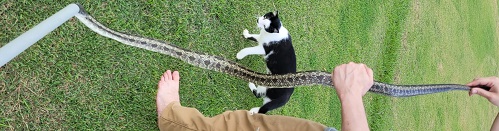 Snake 1 dimmond.jpg